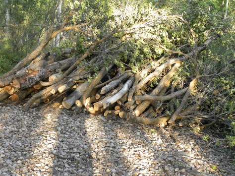 Wood Pile 1